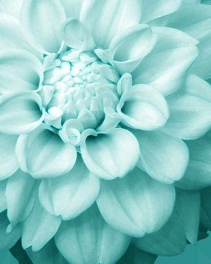 Pastel color vintage - myLusciousLife.com - delicious pale blue flower.jpg